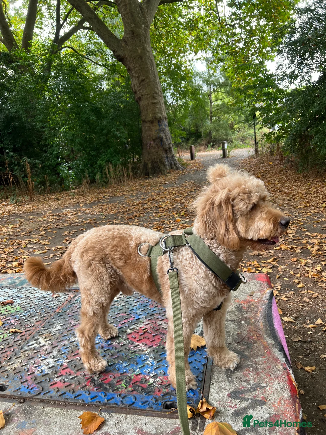 Goldendoodle dogs for stud: Proven Miniature Goldendoodle Stud – Noah 🐾 in London - Advert 15