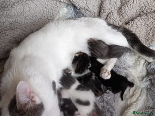 Mixed Breed cats Gorgeous kittens ready - Advert 3