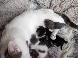 Mixed Breed cats Gorgeous kittens ready - Advert 9