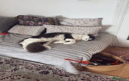 British Shorthair cats for sale: Male british short hair mixed breed 1 yrs old - Image 3