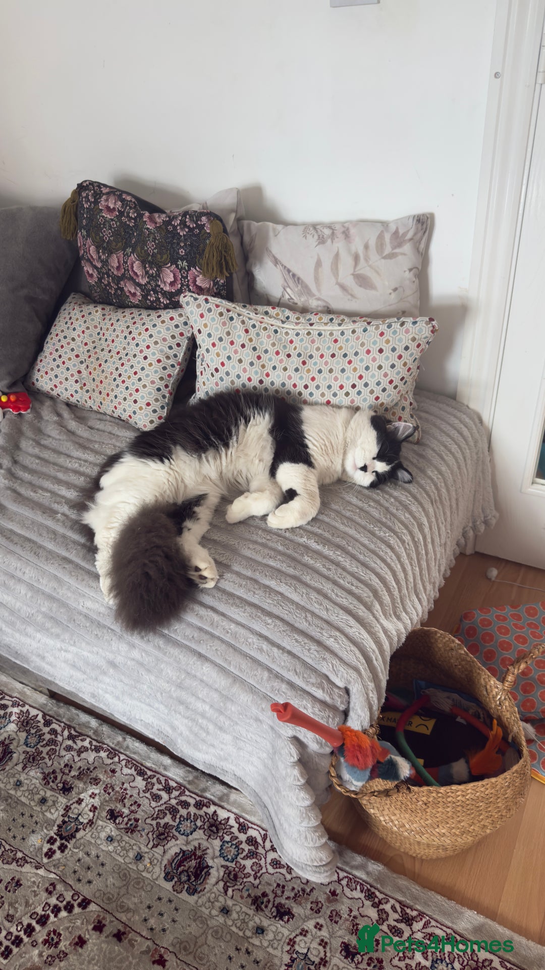 British Shorthair cats for sale: Male british short hair mixed breed 1 yrs old - Image 3