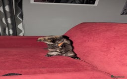 British Longhair cats for sale: Kittens are ready to go  - Image 20