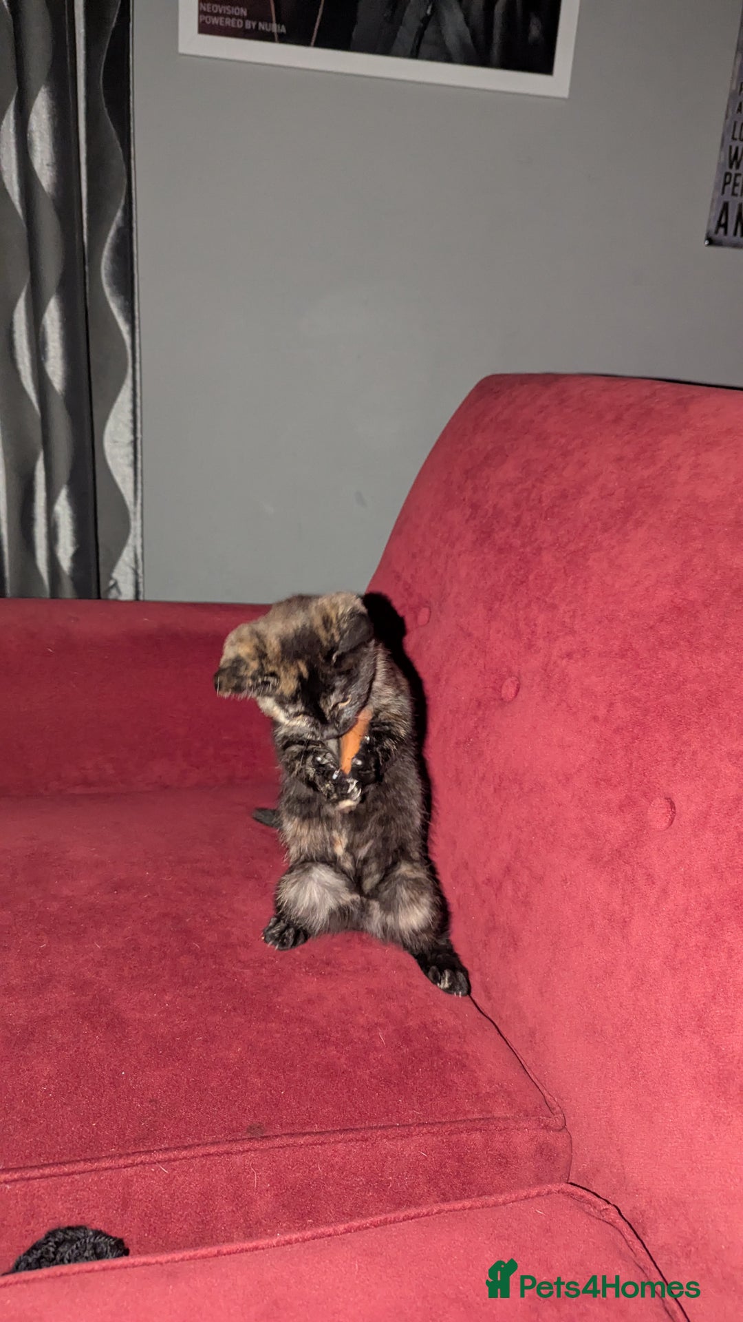 British Longhair cats for sale: Kittens are ready to go  - Image 20