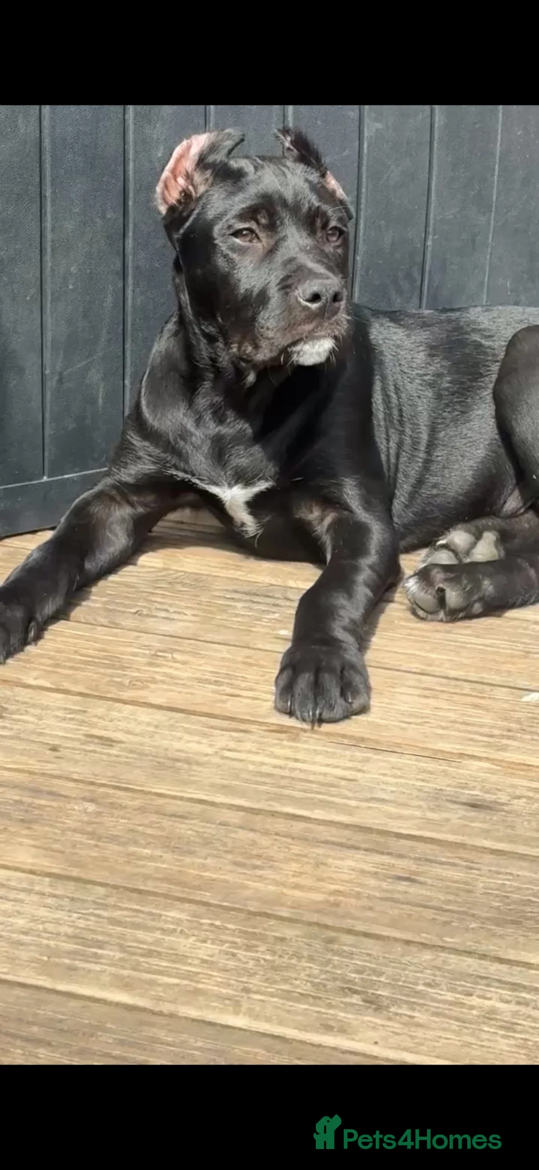 Cane Corso dogs for sale: Cane Corso  - Advert 4