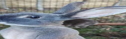 Rex rabbits for sale: Mini Rex Rabbits  - Advert 30