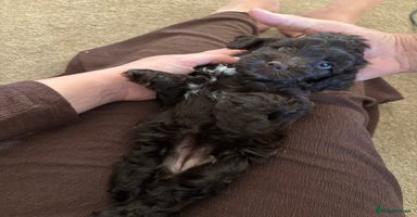 Cockapoo dogs in Harlow - Advert 4