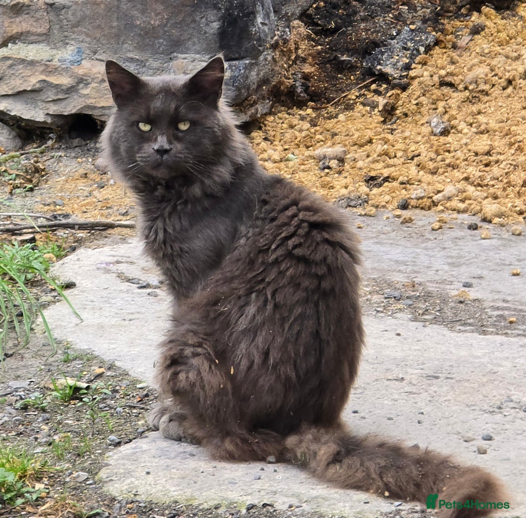 Maine Coon cats for sale: Blue Maine Coon babies - Image 4