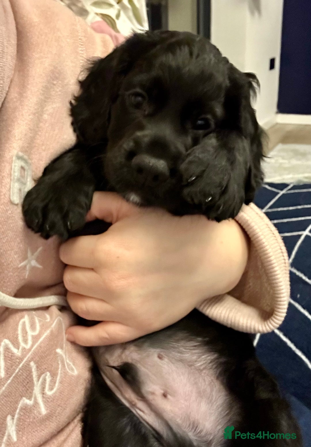 Cocker Spaniel dogs for sale: Last remaining puppy for sale - Advert 7