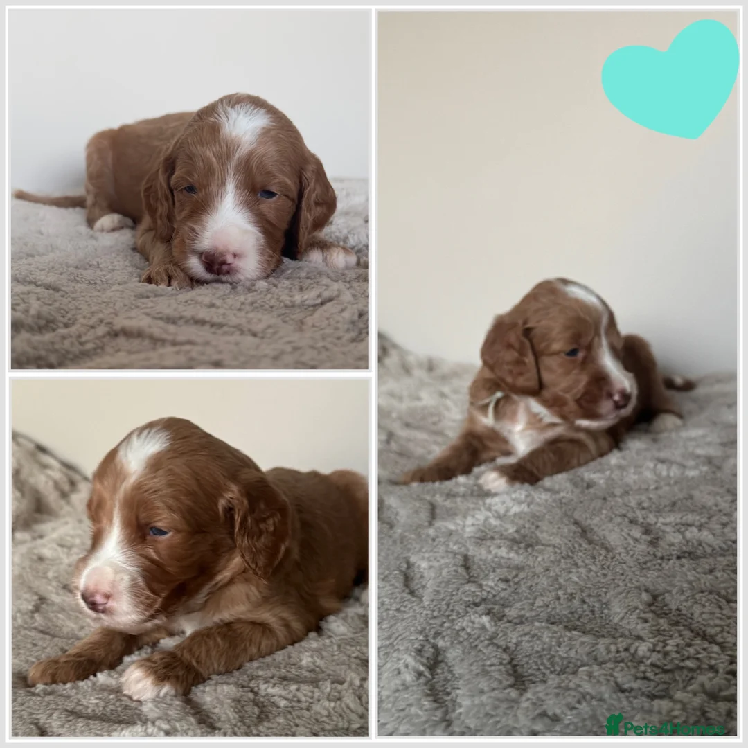 Labradoodle dogs for sale: READY NOW 1 Girl Remaining Labradoodles  - Advert 25