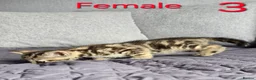 Mixed Breed cats for sale: Adorable kittens - Advert 26
