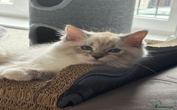 Ragdoll cats for sale: GCCF Ragdoll Kittens 😻 - Image 7