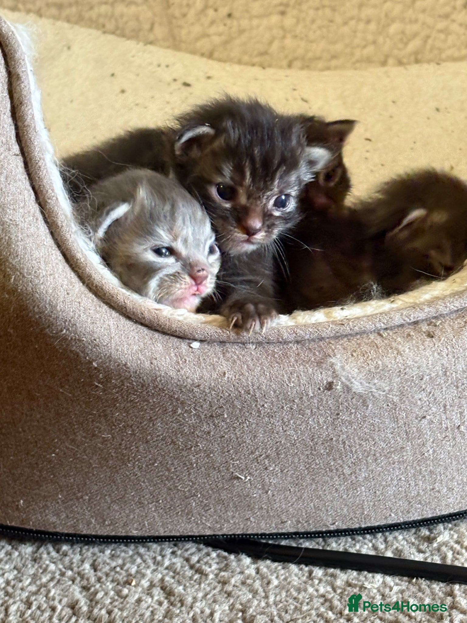 Ragcoon cats Ragcoon Kittens for sale - Advert 6