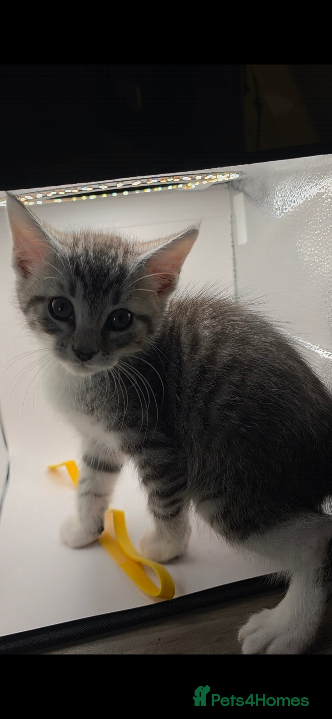 Maine Coon cats for sale: Mainecoon X  - Advert 2