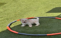 Cockapoo dogs for sale: 3 fluffy miniature cockpoo puppy’s  - Image 12
