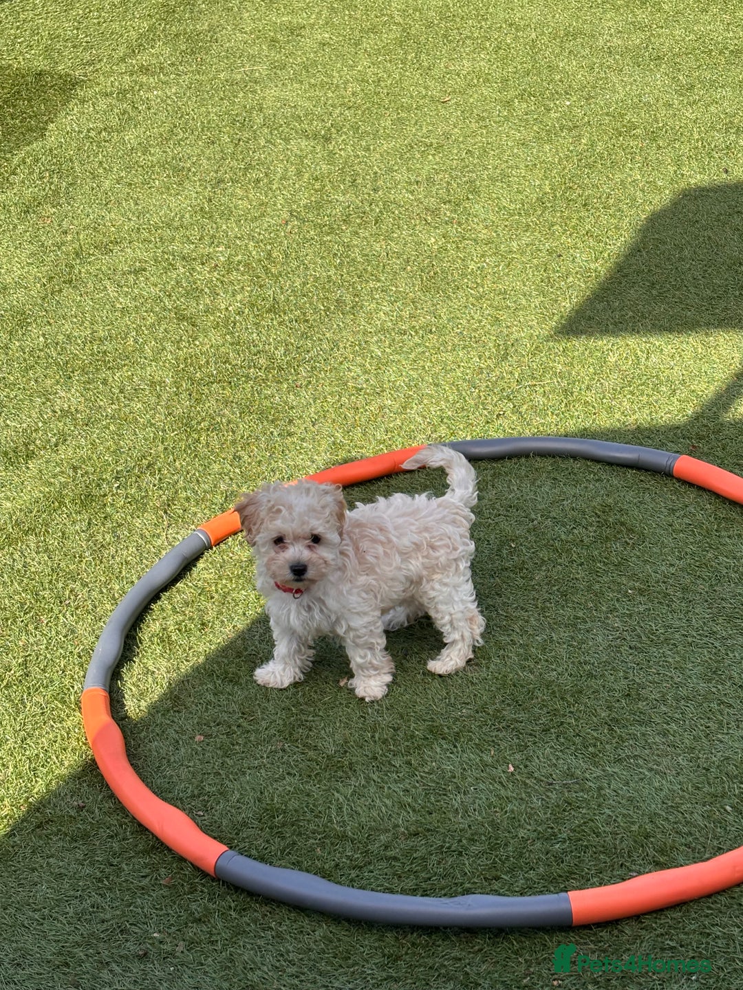 Cockapoo dogs for sale: 3 fluffy miniature cockpoo puppy’s  - Image 12
