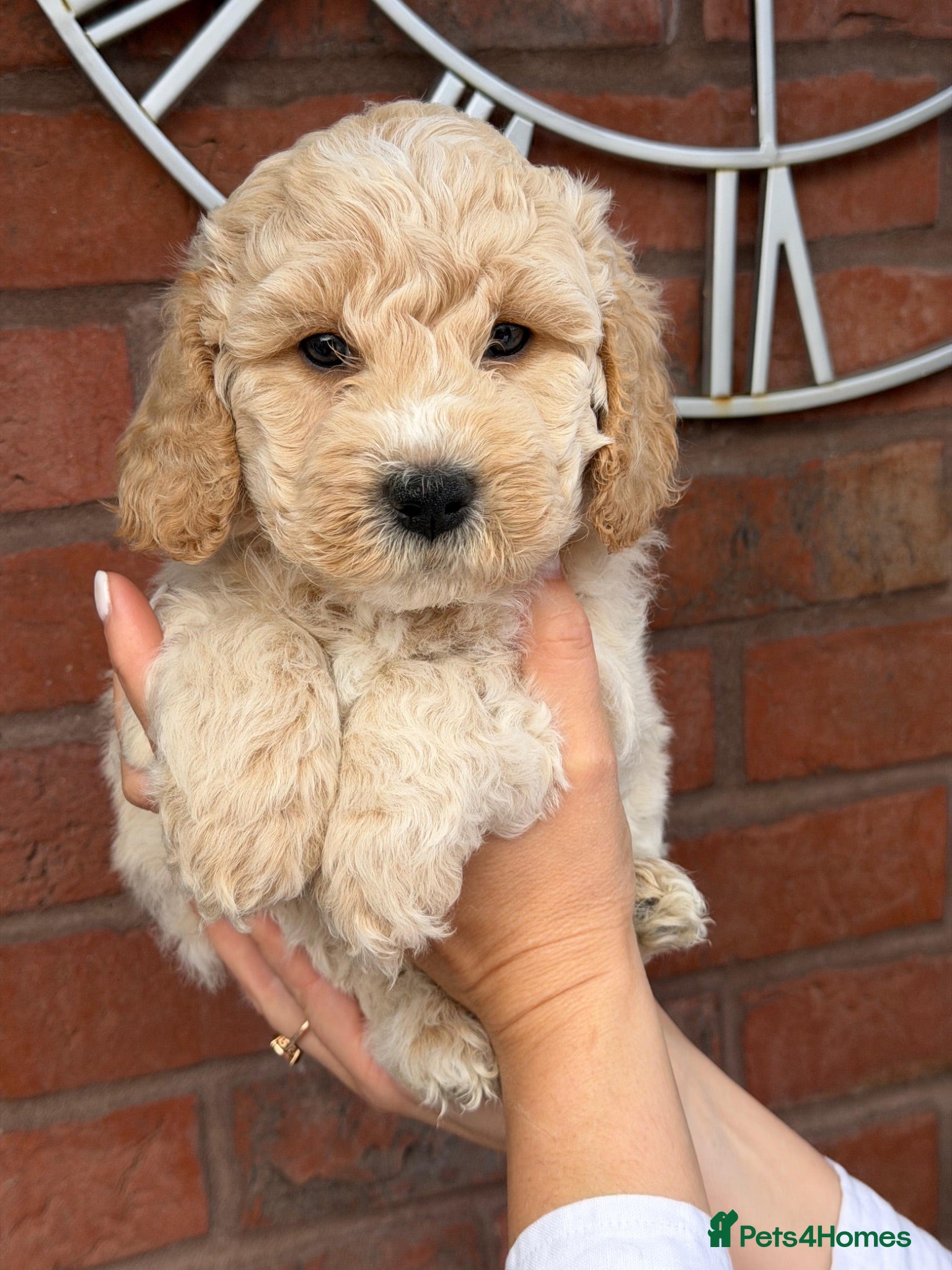 Cavapoochon dogs Lovely puppies looking for good home  - Advert 16
