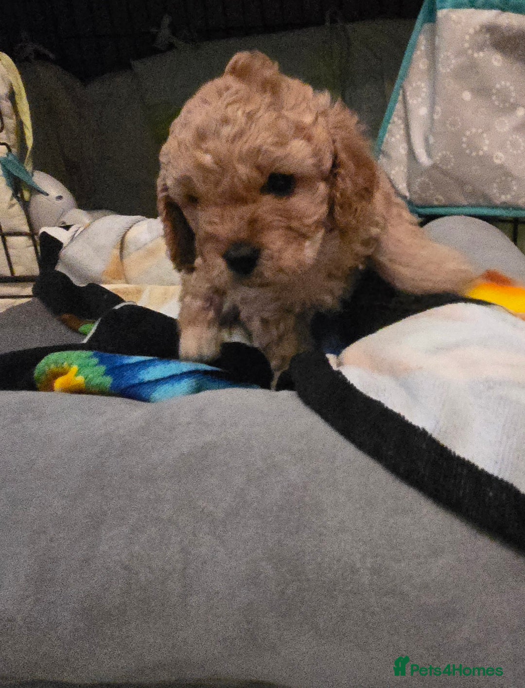 Cavapoo dogs for sale: Teddy bear cavapoo  - Advert 23