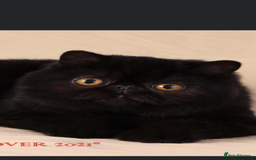 Exotic cats for sale: ❤️Stunning Exotic Shorthair & Longhair Kittens❤️  - Image 34