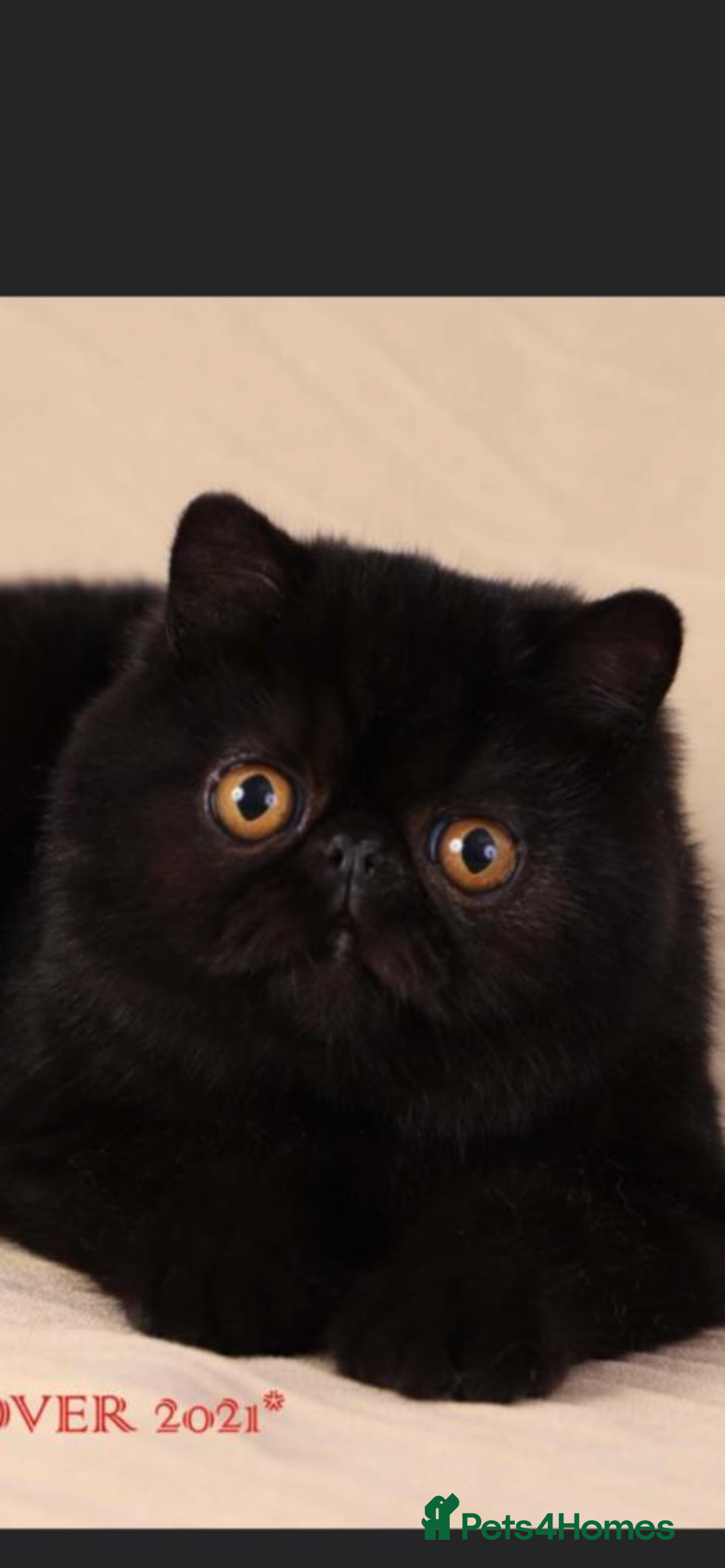 Exotic cats for sale: ❤️Stunning Exotic Shorthair & Longhair Kittens❤️  - Image 34