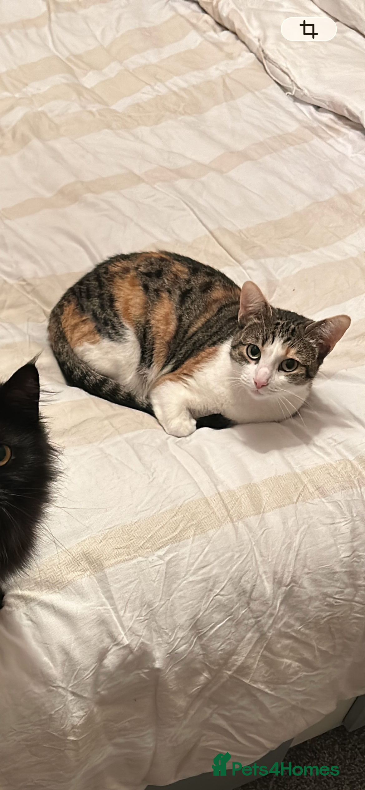 Ragdoll cats Ragdoll x Tabby Gorgeous Rare Coat Kittens - Advert 2