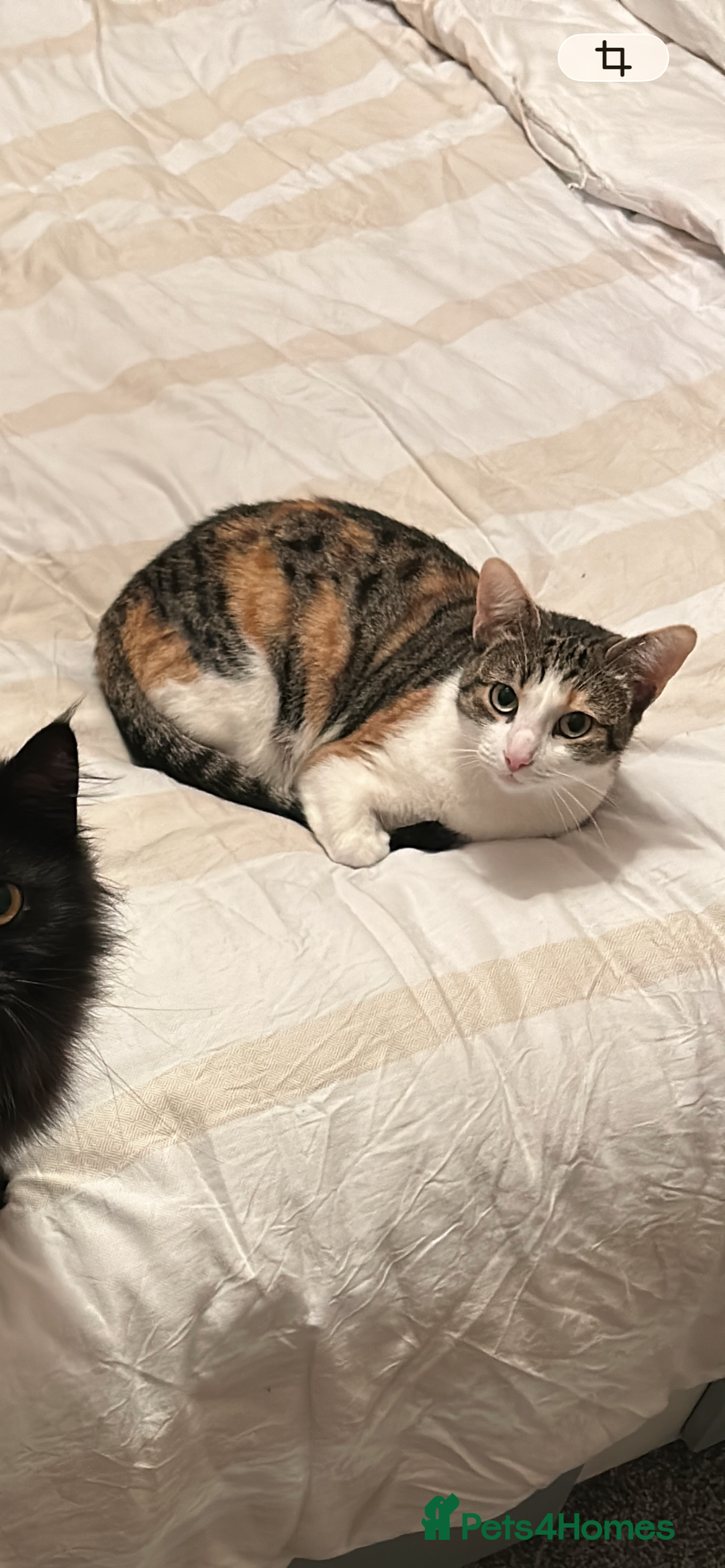 Ragdoll cats for sale: Ragdoll x Tabby Gorgeous Rare Coat Kittens - Advert 1