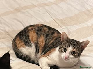 Ragdoll cats Ragdoll x Tabby Gorgeous Rare Coat Kittens - Advert 2