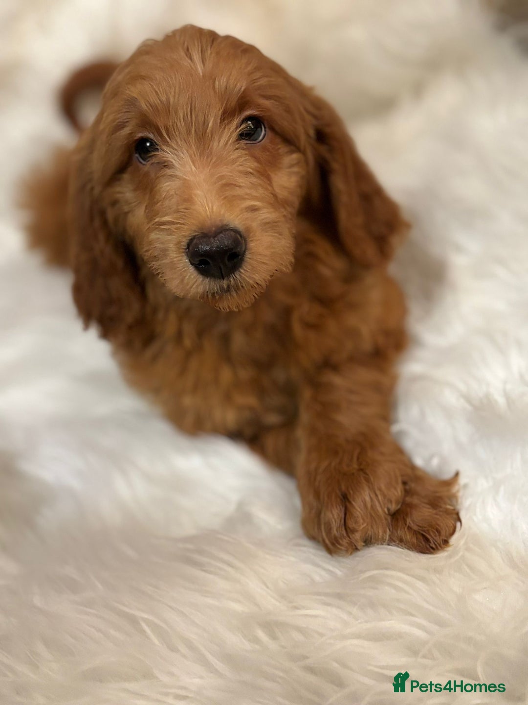 Goldendoodle dogs for sale: Ready Now deep red Golden Doodle F1 pups  - Advert 14