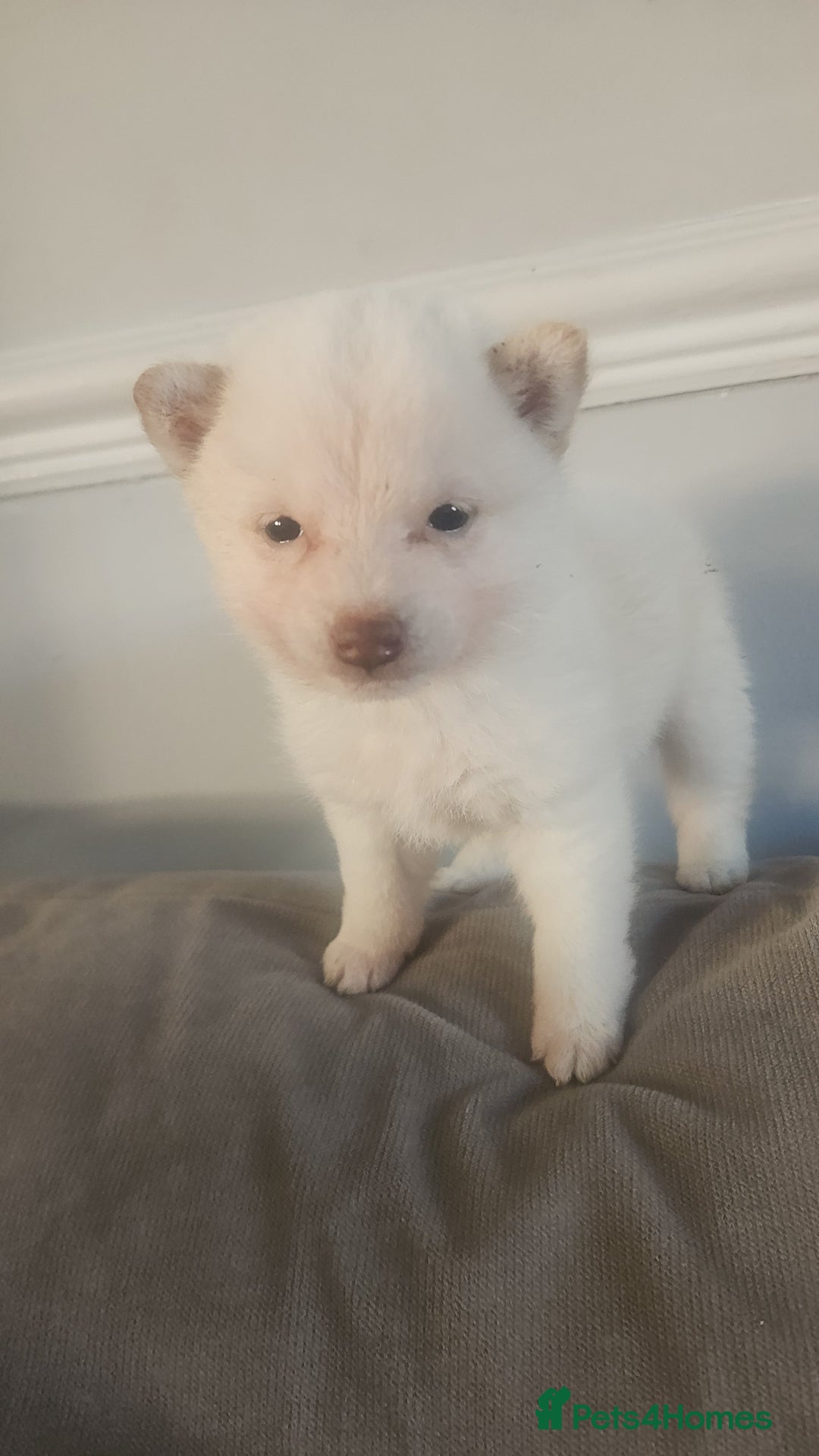 Japanese Shiba Inu dogs for sale: Japanese shiba inu - Advert 2