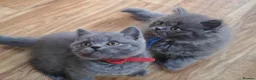 British Shorthair cats for sale: British Shorthair kittens - Advert 1