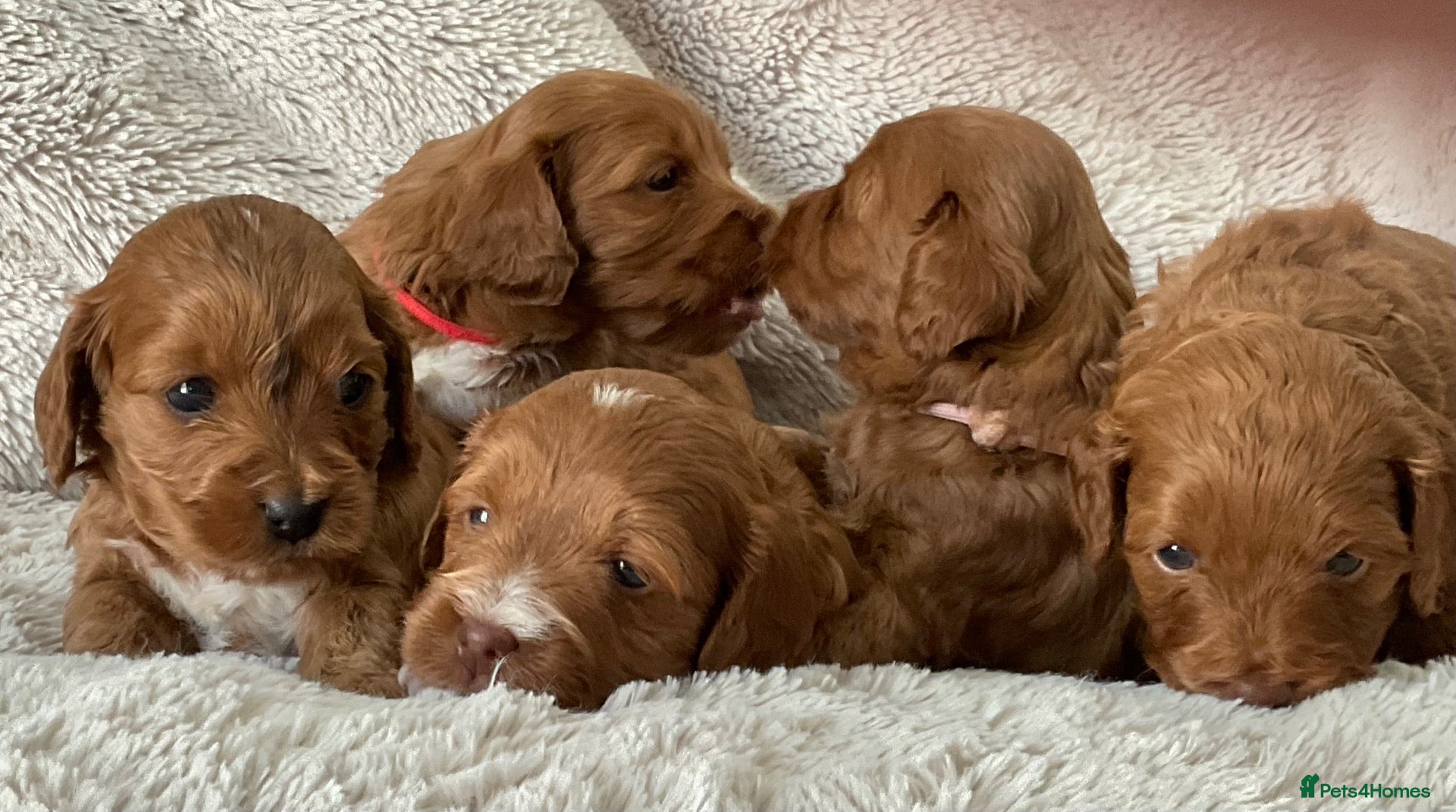 Cockapoo dogs Tiny Asian poodle cross pups teddy bear cute faces - Advert 2
