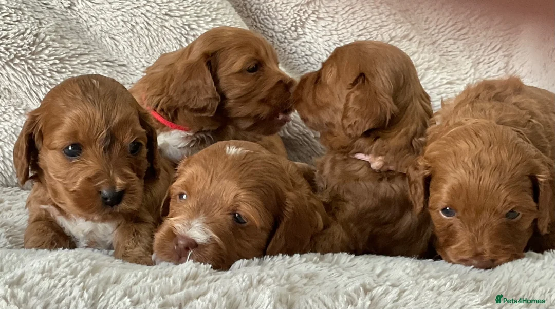 Cockapoo dogs for sale: Tiny Asian poodle cross pups teddy bear cute faces in Peacehaven - Advert 2