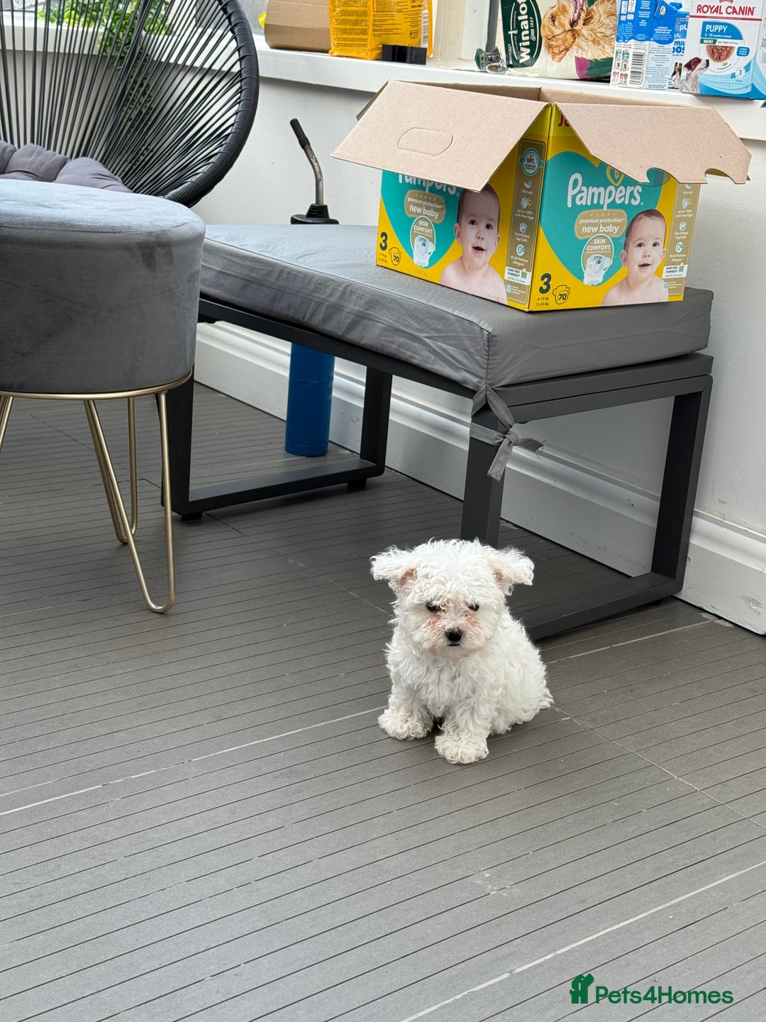Maltese dogs for sale: Adorable Bichon Maltese Female Puppy - Advert 5