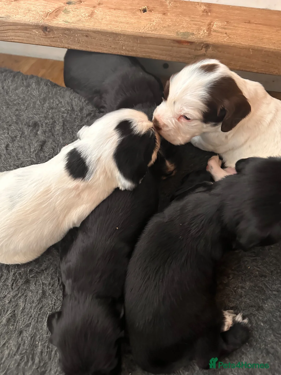 Mixed Breed dogs for sale: sprockets  - Advert 2