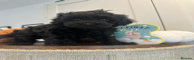Cockapoo 2