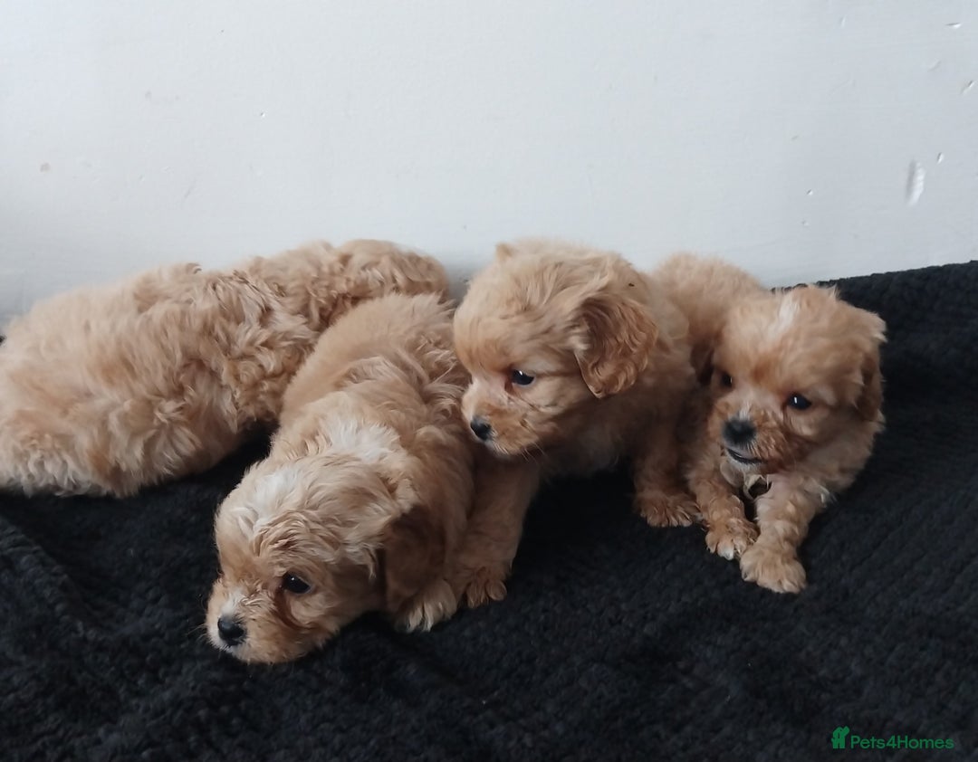 Cavapoo dogs for sale: Adorable cavapoo puppies - Image 8