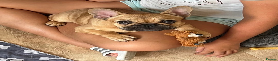French Bulldog Puppy 2