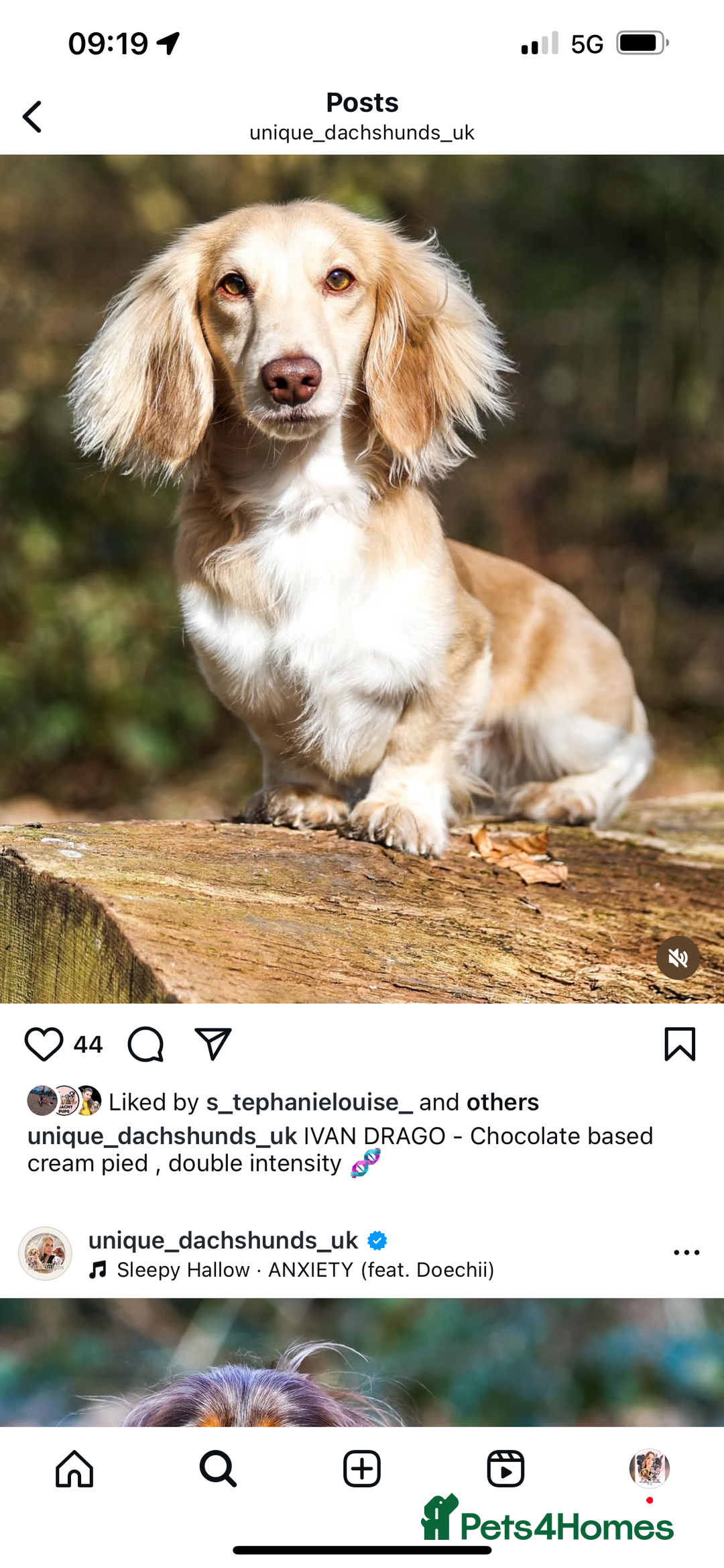 Miniature Dachshund dogs for sale: Miniature long hair English cream dachshunds  - Advert 6