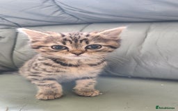 Persian cats for sale: 2 little ones looking for loving homes - Image 6