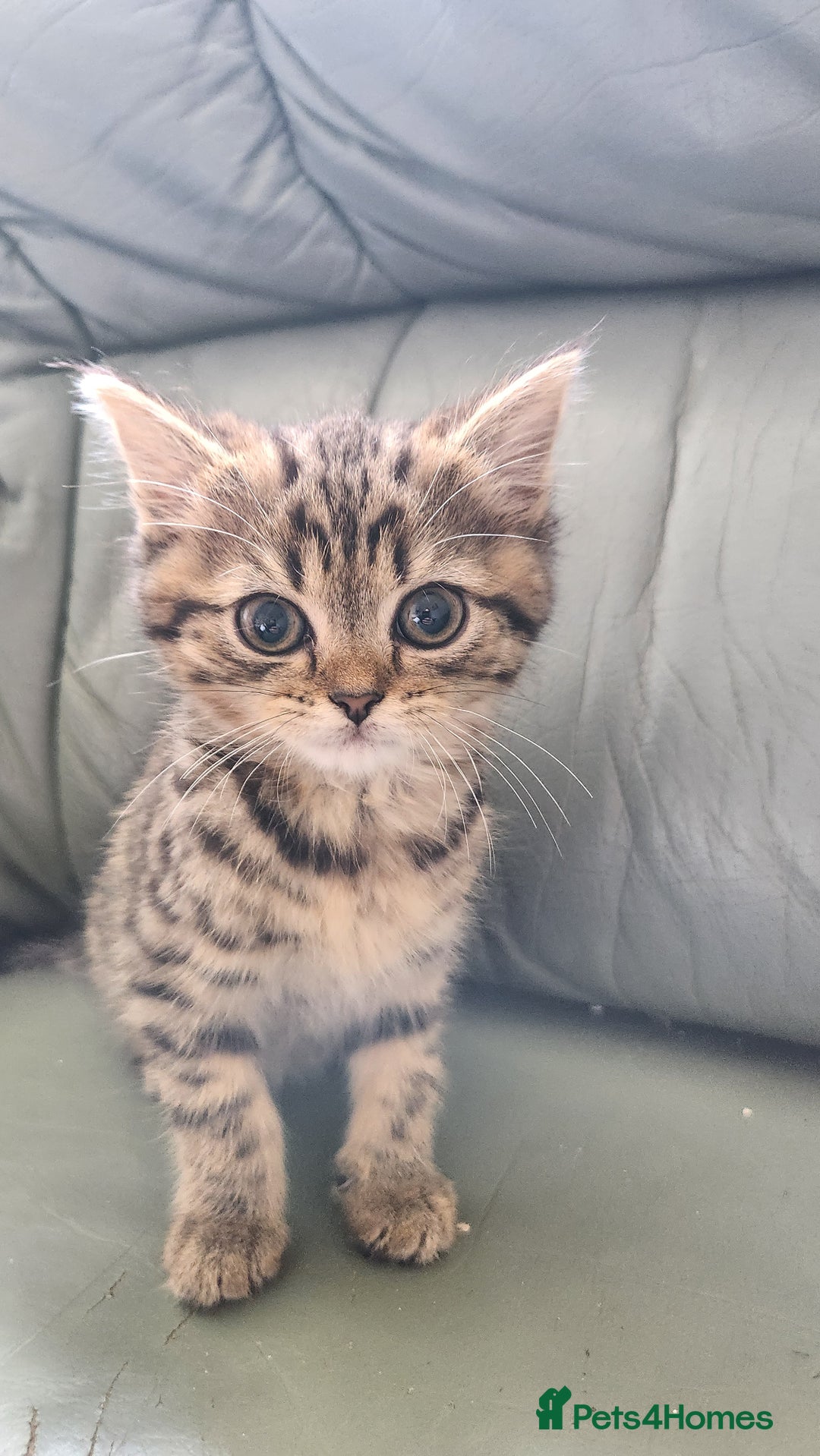 Persian cats for sale: 2 little ones looking for loving homes - Image 6