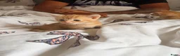 Domestic Shorthair cats for sale: 3 ginger and white boy kittens  in Cumnock - Advert 26