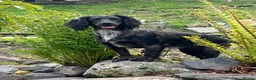 Cocker Spaniel dogs for sale: Working cocker spaniel puppies  in Cumnock - Advert 1