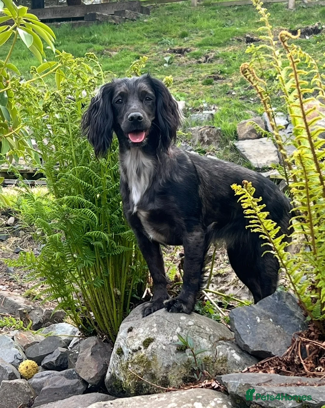 Cocker Spaniel dogs for sale: Working cocker spaniel puppies  in Cumnock - Advert 1
