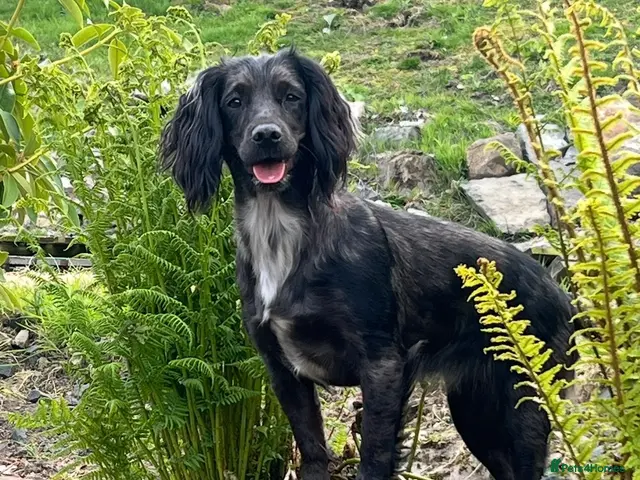 Cocker Spaniel dogs for sale: Working cocker spaniel puppies - Advert 1