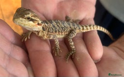 Bearded Dragon reptiles for sale: 15 Baby dearded dragons - Image 20