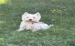 West Highland Terrier dogs for sale: West Highland Terriers For Sale - Image 7