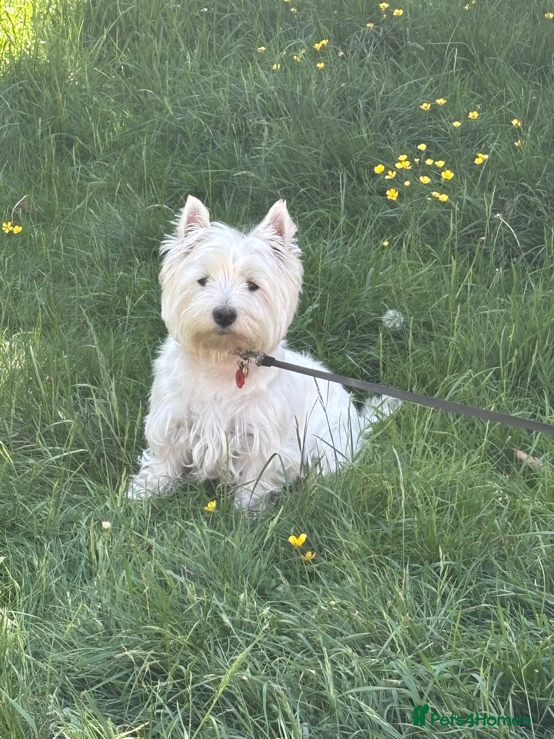 West Highland Terrier dogs for sale: West Highland Terriers For Sale - Image 7