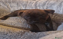 Staffordshire Bull Terrier dogs for sale: Staffordshire bull terrier pups - Image 10