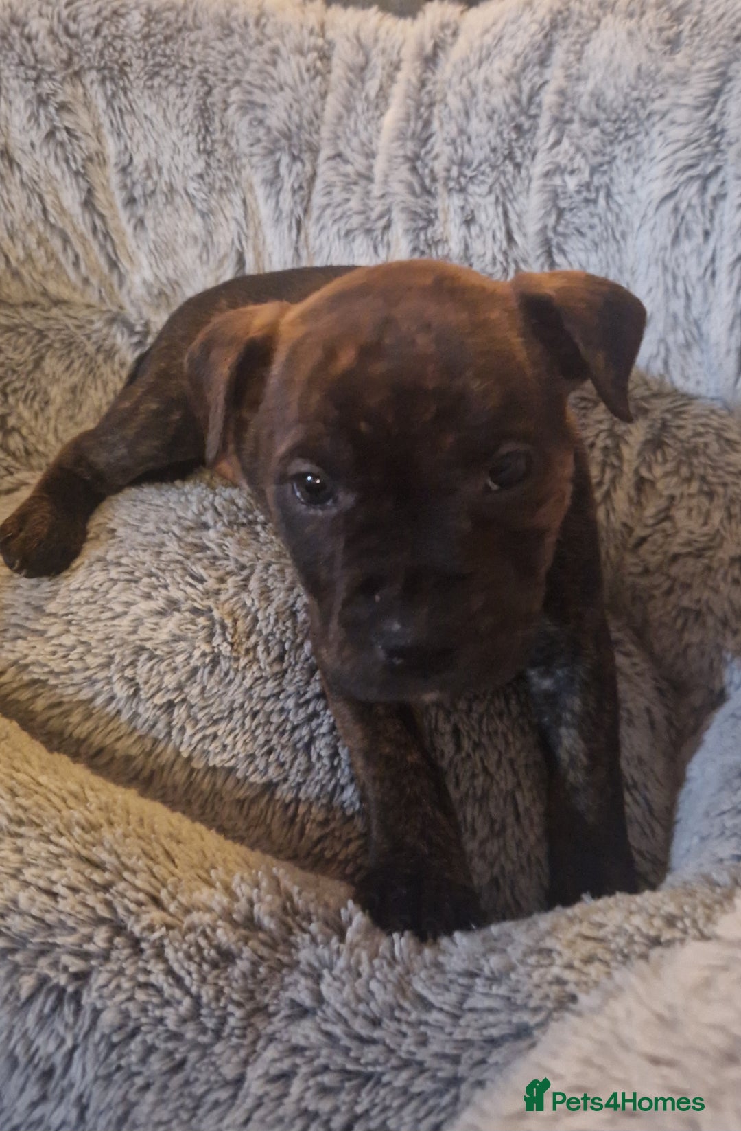 Staffordshire Bull Terrier dogs for sale: Staffordshire bull terrier pups - Image 10