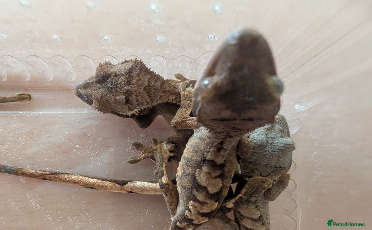 Gecko reptiles - Advert 13
