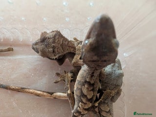 Gecko reptiles - Advert 12